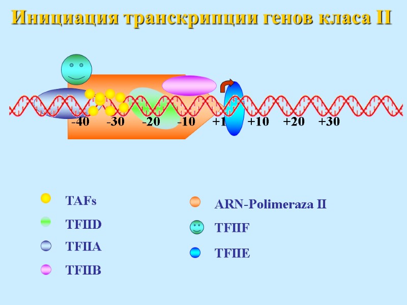 Инициация транскрипции генов класа II
